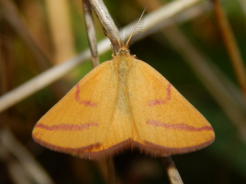 Lithria purpuraria? - Lythria purpuraria